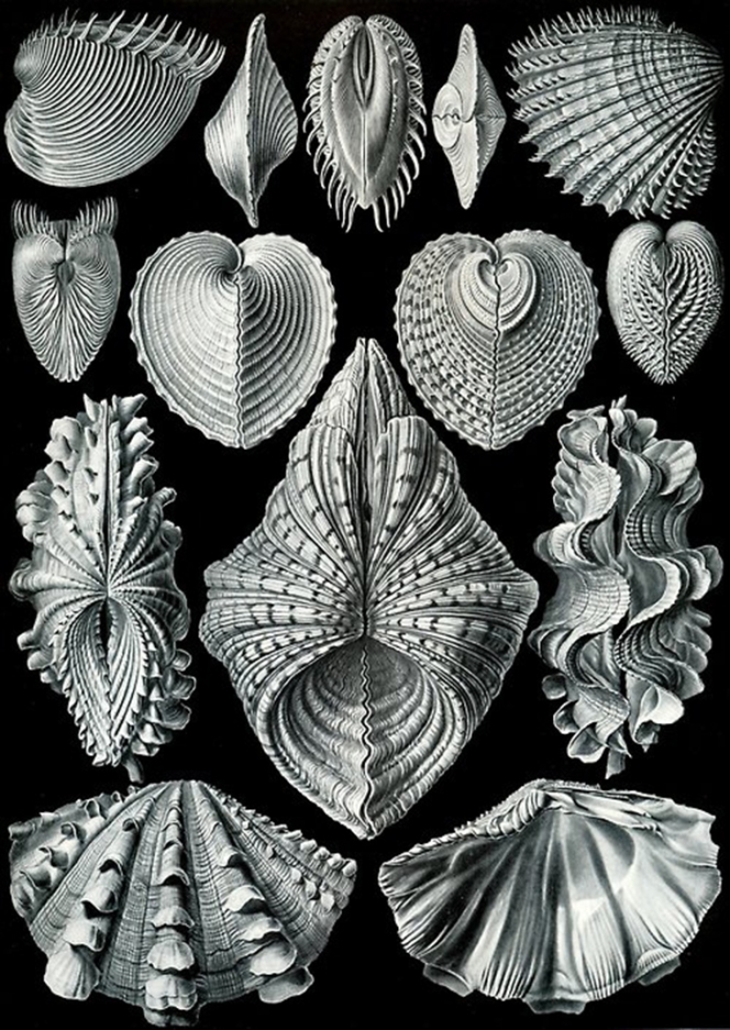 Brian Ringley - art-forms-in-nature_bivalves